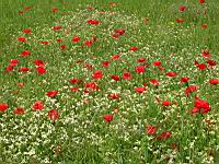 Coquelicots (prise a Millery, Rhone)(5)